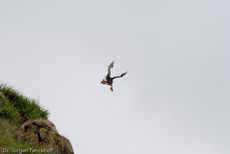 Papageitaucher (10 von 20).jpg